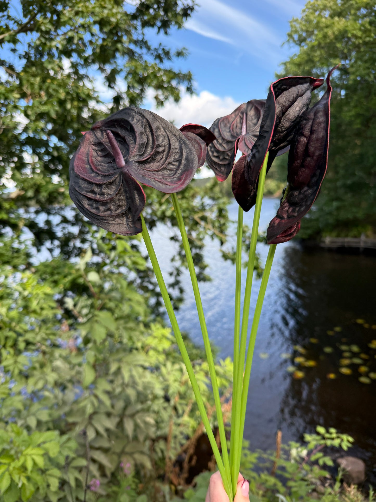 Black Small Anthurium Single Flower
