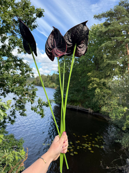 Black Small Anthurium Single Flower