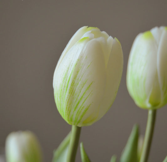 Tulip Bouquet White