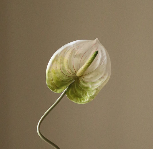 Light Green Anthurium Single Flower