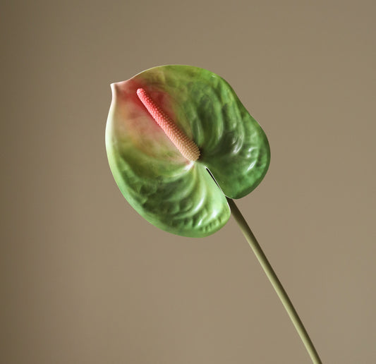 Green Anthurium Single Flower