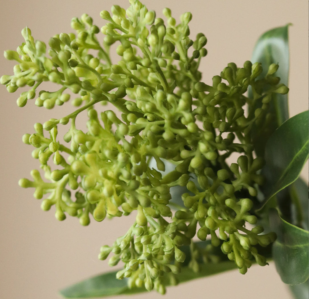 Skimmia Berry Branch Single Flower