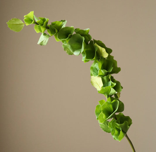 Green Bells of Ireland Single Flower