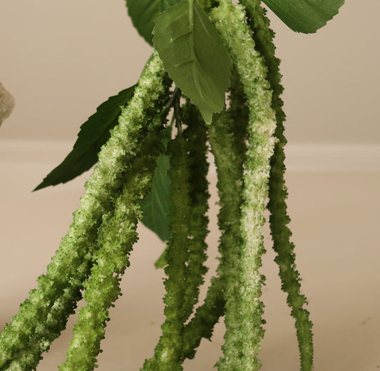 Three Forks Amaranthus Single Flower