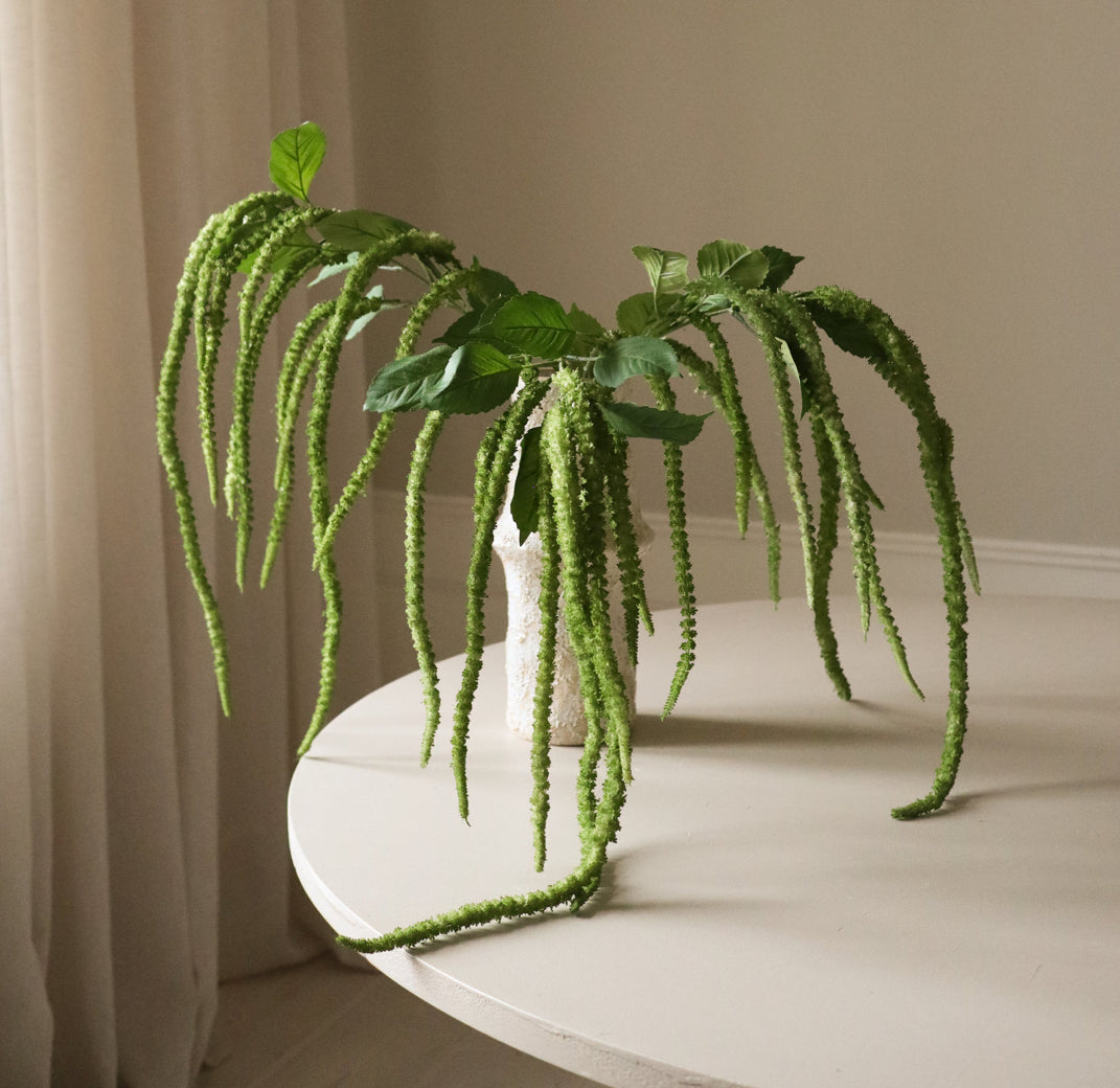 Three Forks Amaranthus Single Flower