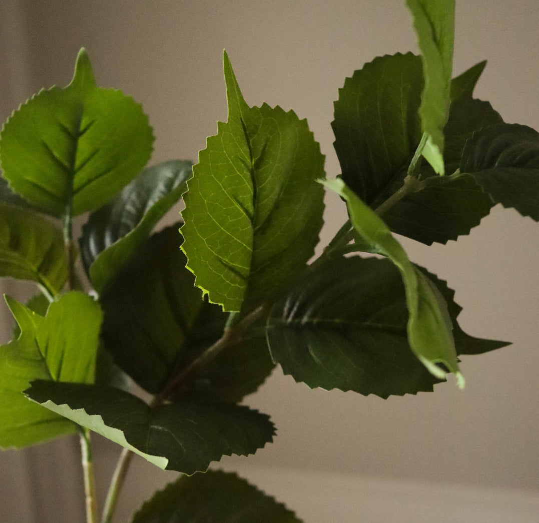 Green Hydrangea Leaves Single Flower