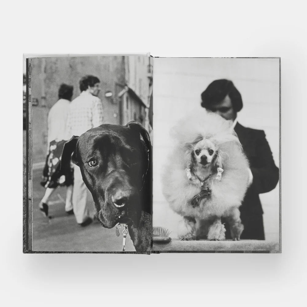 DogDogs Book